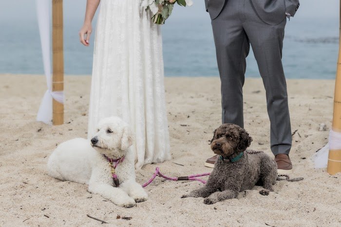 Weddings In Monterey Review: California's Premier Wedding Planner Uncovered Weddings In Monterey Review: California's Premier Wedding Planner Uncovered