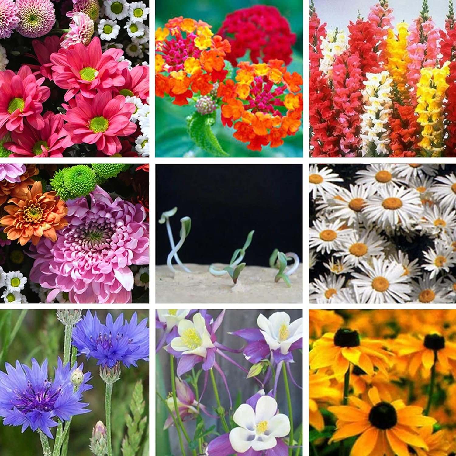 Wholesale Heart Shaped Plantable Wildflower Growing Paper Packets Wedding Party Bridal Shower Funeral Memorial Favors No Cards Set of 50 Supplier