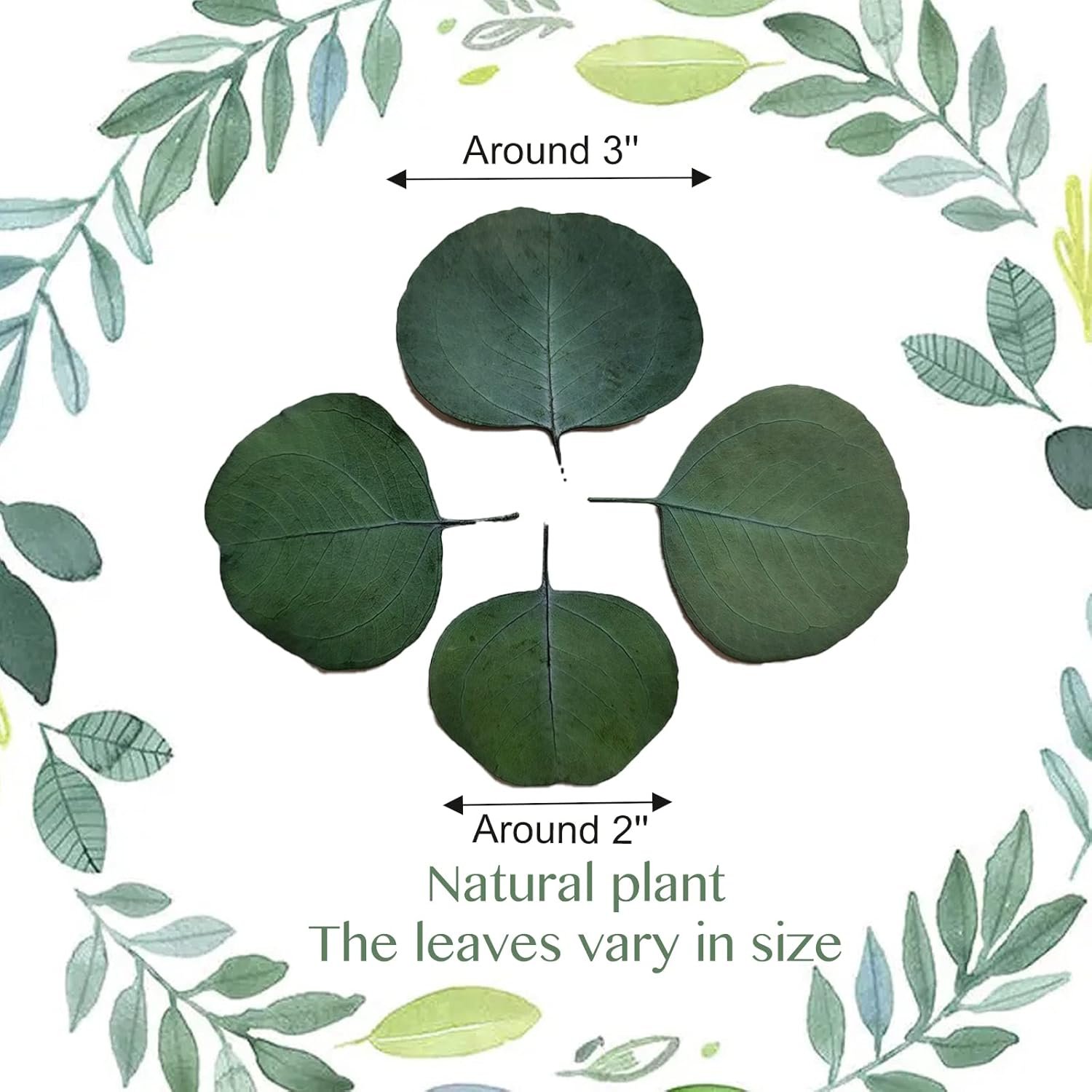 Wholesale 300+ Pcs Dried Preserved Silver Dollar Eucalyptus Leaves Rustic Boho Wedding Table Decor 100% Natural Biodegradable Confetti for DIY Baby Shower Cake Supplier